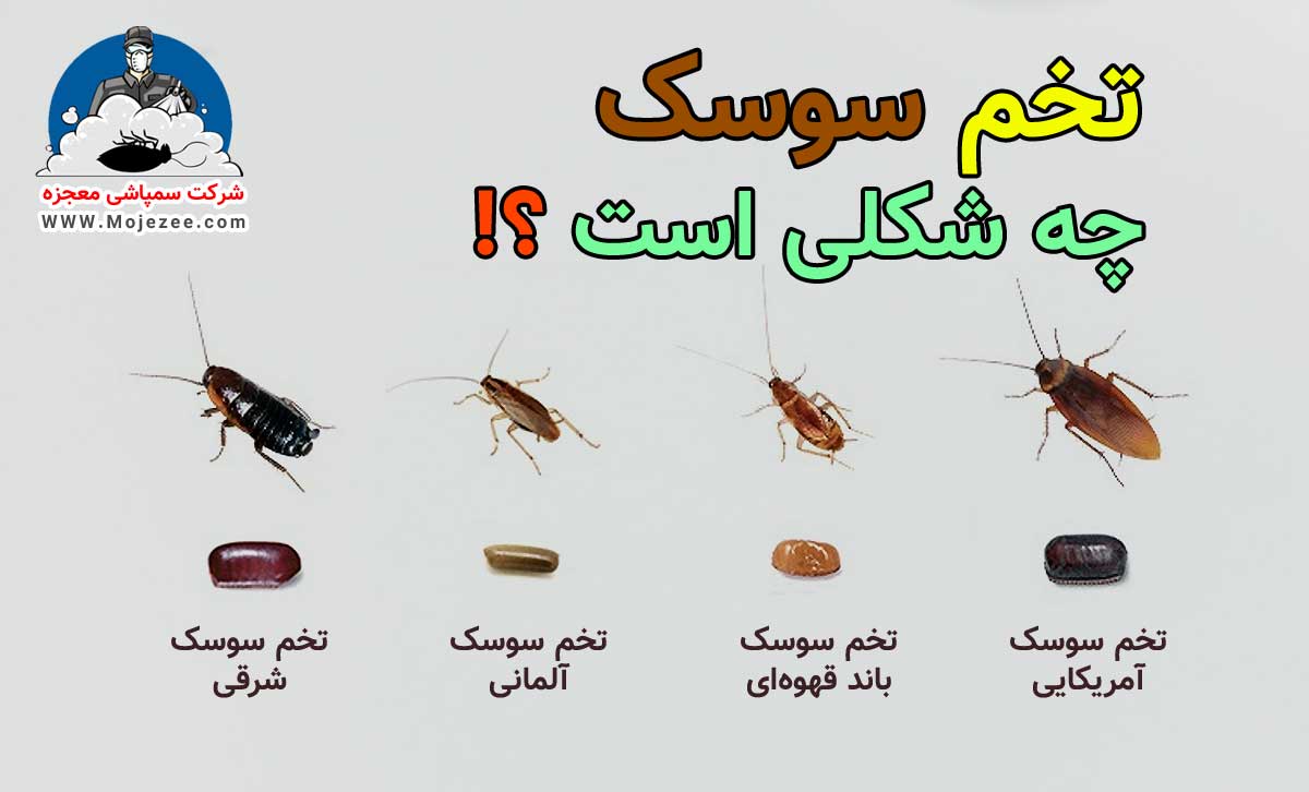 تخم سوسک چه شکلی است