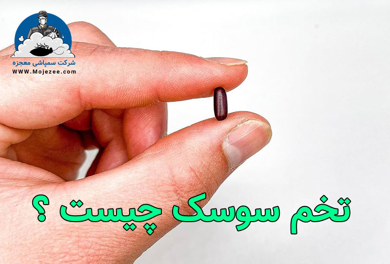 تخم سوسک چیست