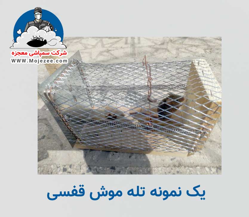 تله موش قفسی