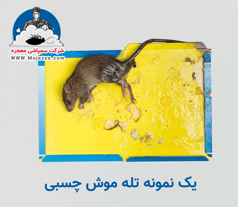تله موش چسبی