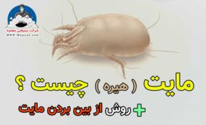 حشره مایت