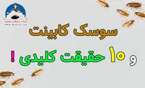 سوسک کابینت