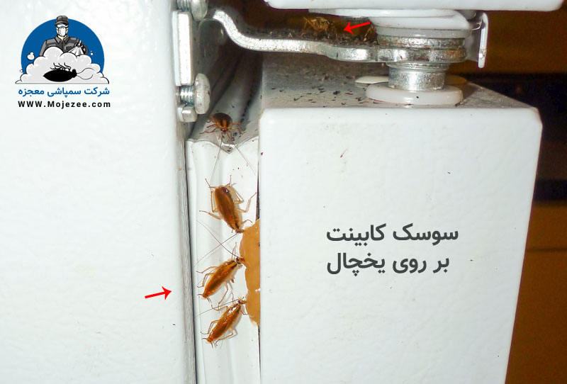 سوسک کابینت در اطراف یخچال