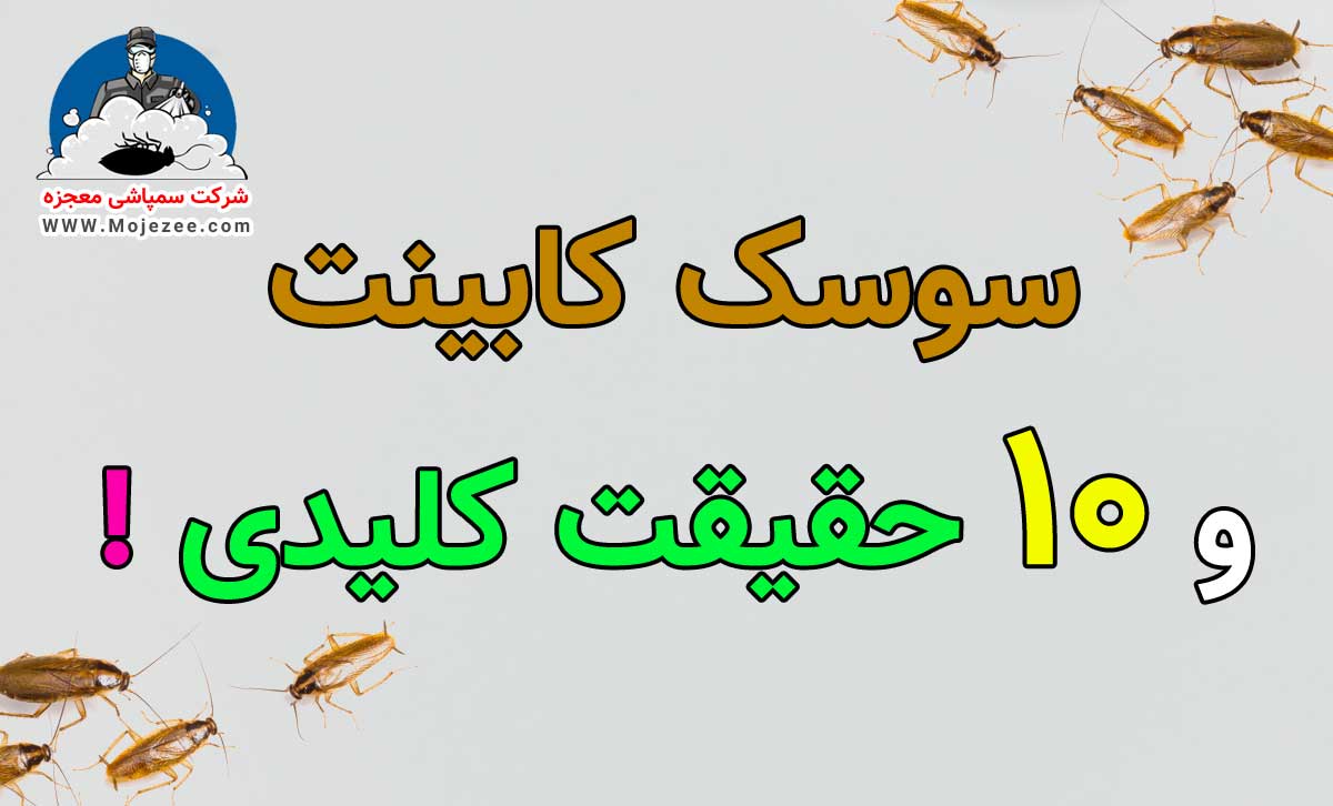 سوسک کابینت