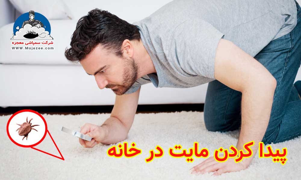 علائم مایت در خانه و پیدا کردن حشره مایت