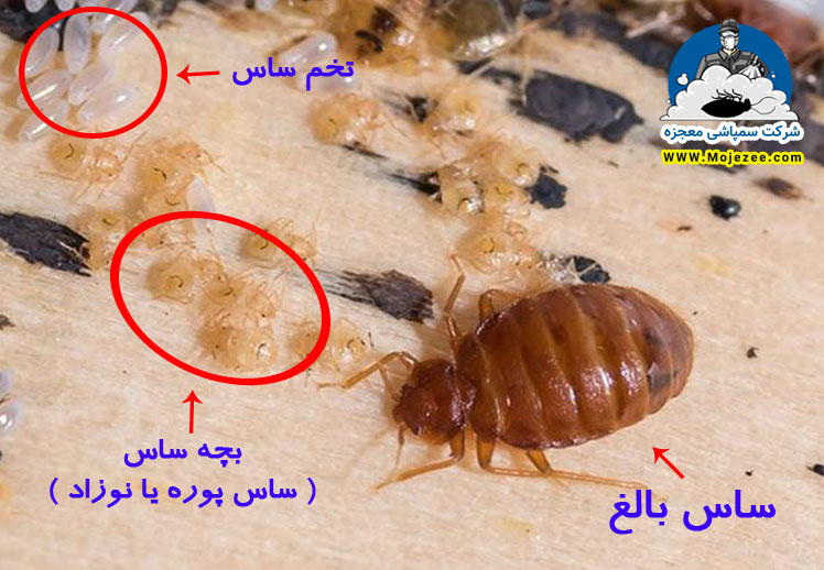 عکس ساس در مراحل مختلف زندگی