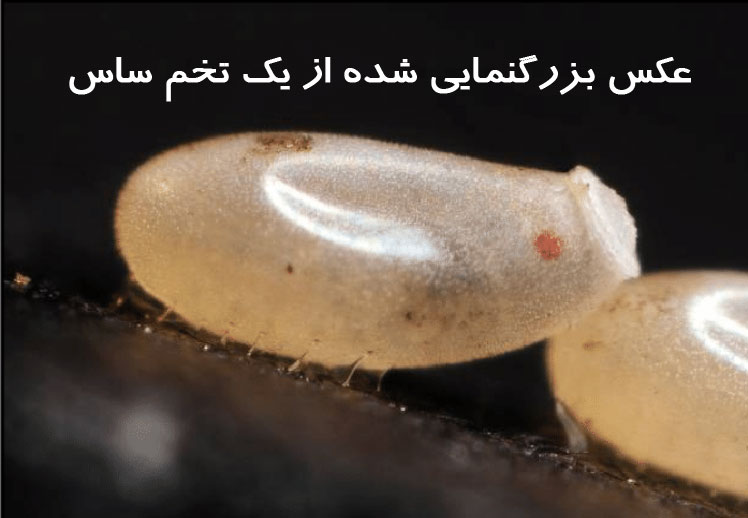 عکس تخم ساس