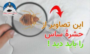 عکس انواع ساس را ببینید