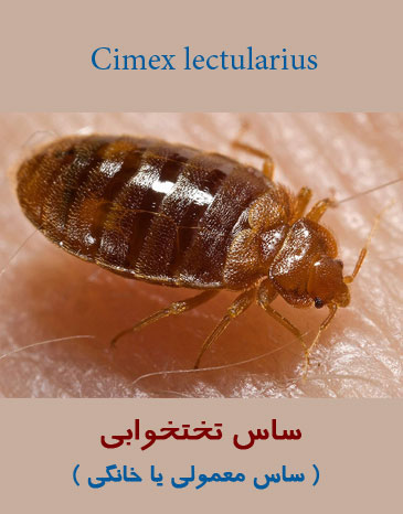 عکس ساس تختخوابی 