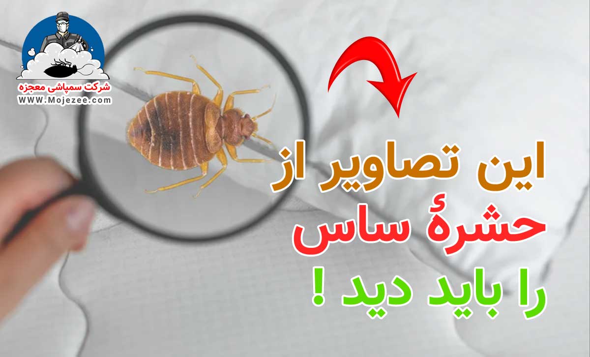 عکس انواع ساس را ببینید