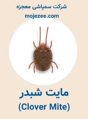 عکس مایت شبدر