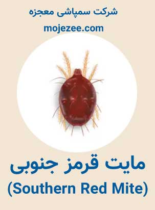 عکس مایت قرمز