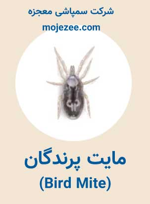 عکس مایت پرندگان