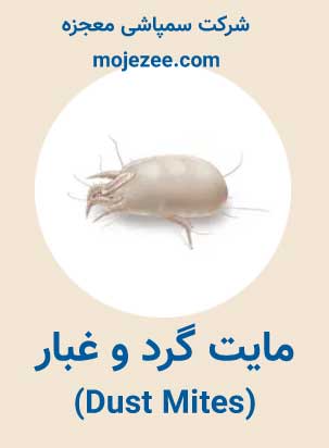 عکس مایت گرد و غبار