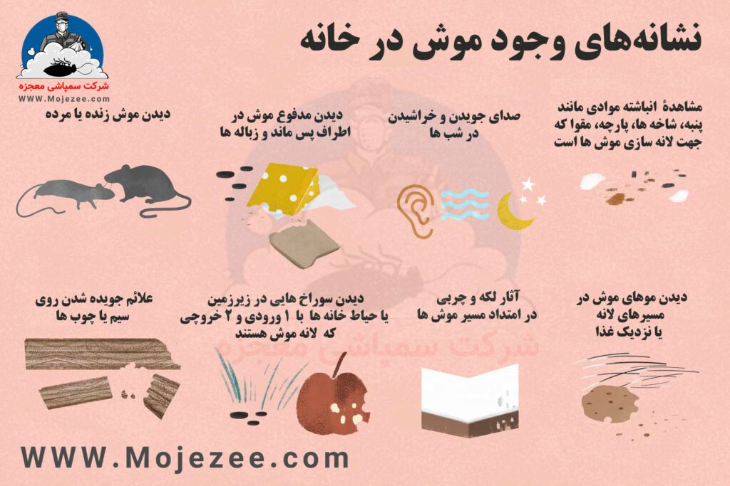 نشانه‌های وجود موش در خانه