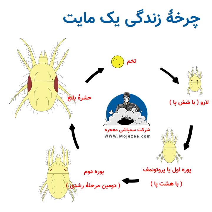 تصویری از چرخه زندگی حشره مایت