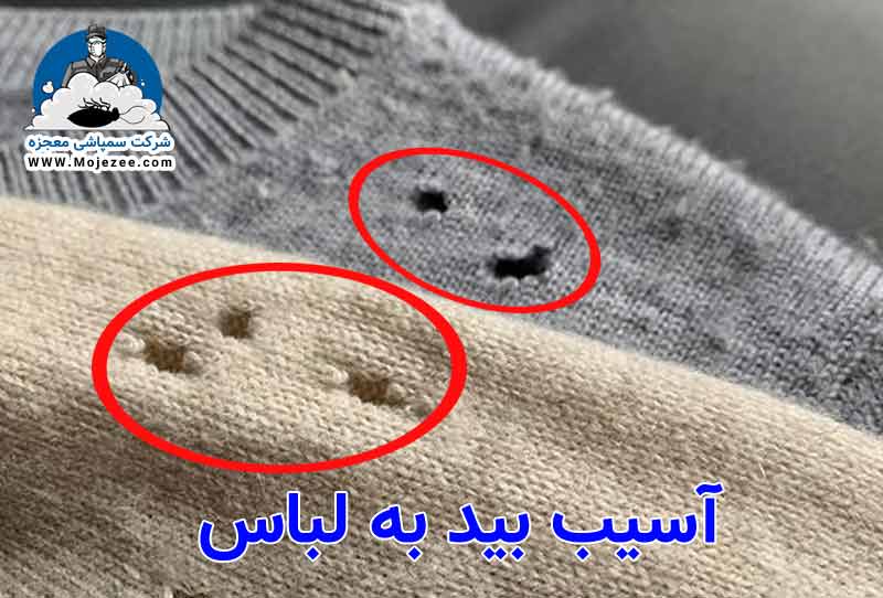 تصویری از آسیب بید به لباس ها