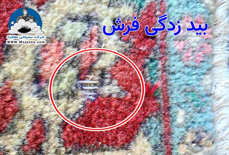 تصویری از بید زدگی یک فرش