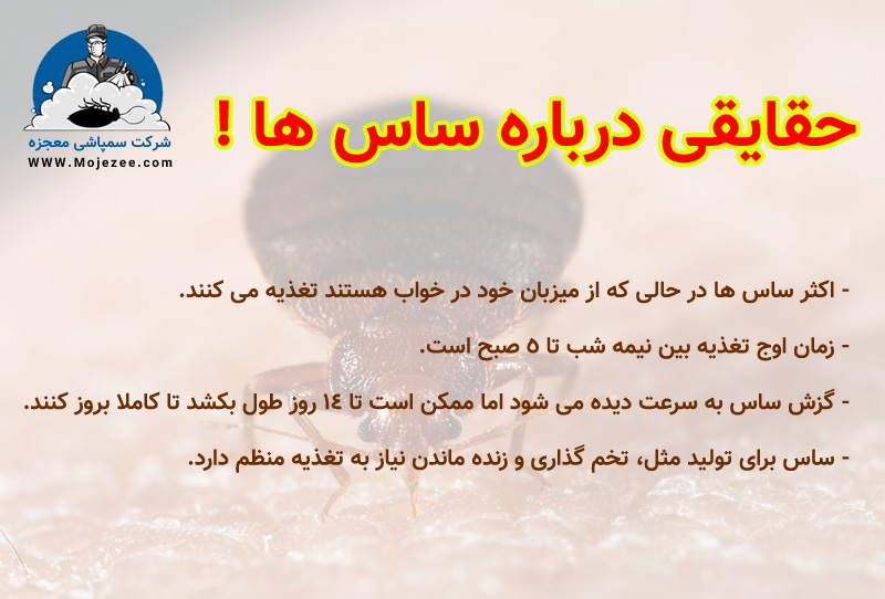 حقایقی درباره ساس تختخواب