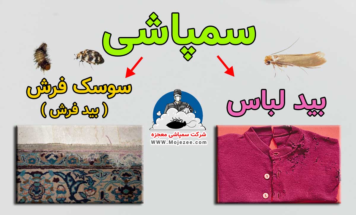 سمپاشی بید