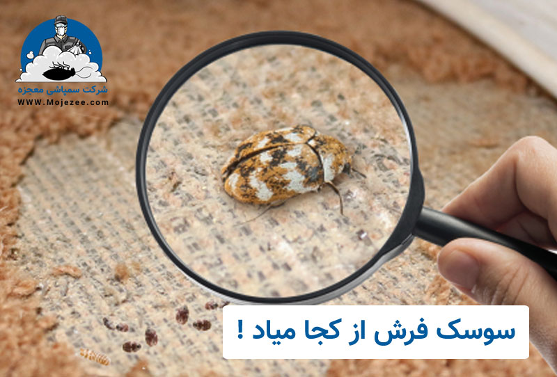 سوسک فرش از کجا میاد