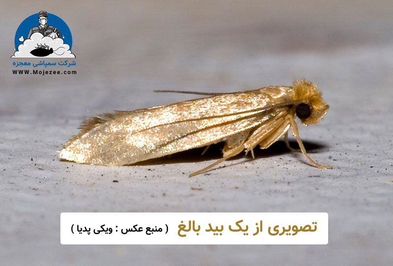 عکس بید بالغ