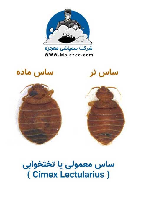 عکس ساس تختخوابی نر و ماده 