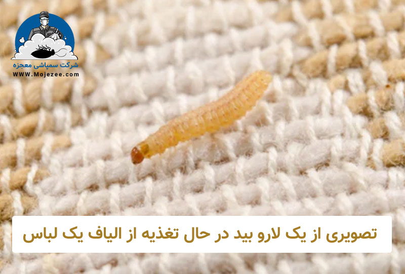 عکس لارو بید