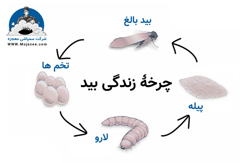 چرخه زندگی بید 