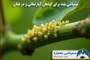 سمپاشی شته برای درختان