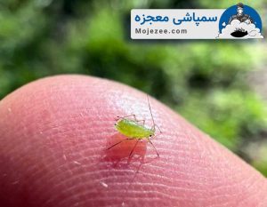 سمپاشی شته 4