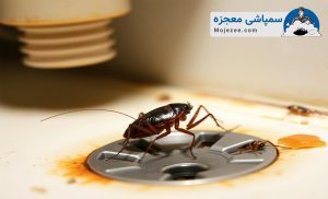 همه چیز درباره سوسک فاضلاب