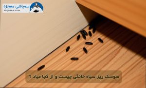 سوسک ریز سیاه خانگی