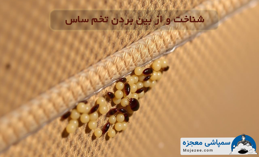 از بین بردن تخم ساس