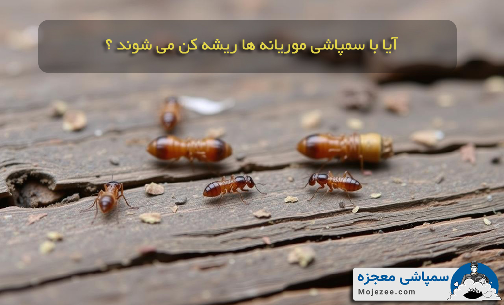سمپاشی موریانه و ریشه کنی آن ها