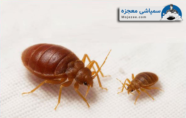 تخم ساس 4