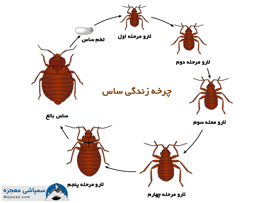 تخم ساس 8