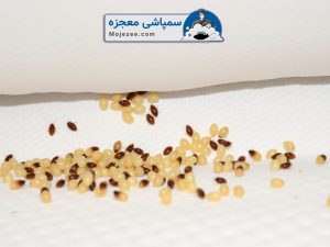 تخم ساس 2