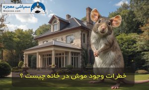 خطرات وجود موش در خانه