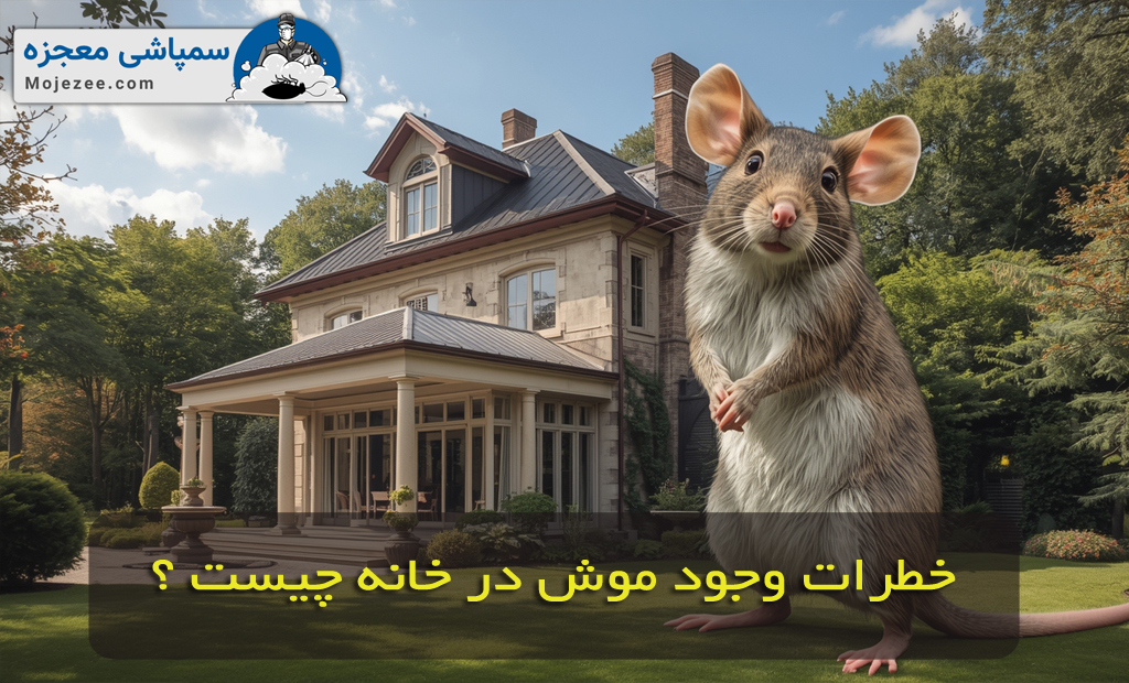 خطرات وجود موش در خانه