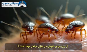 اهمیت از بین بردن شپش