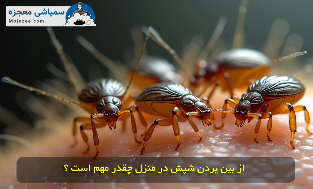 اهمیت از بین بردن شپش