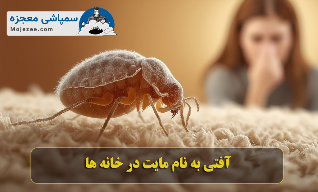 آفتی به نام مایت در خانه ها