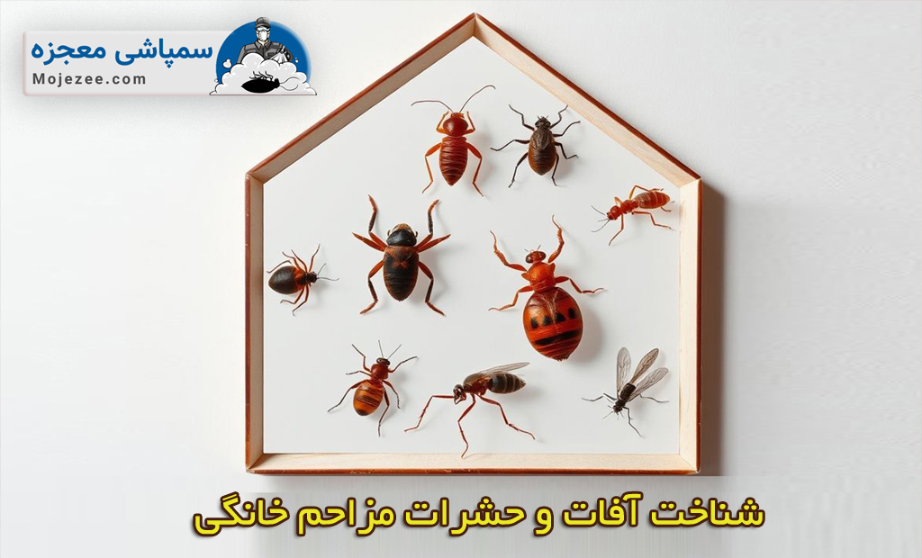 آفات و حشرات خانگی