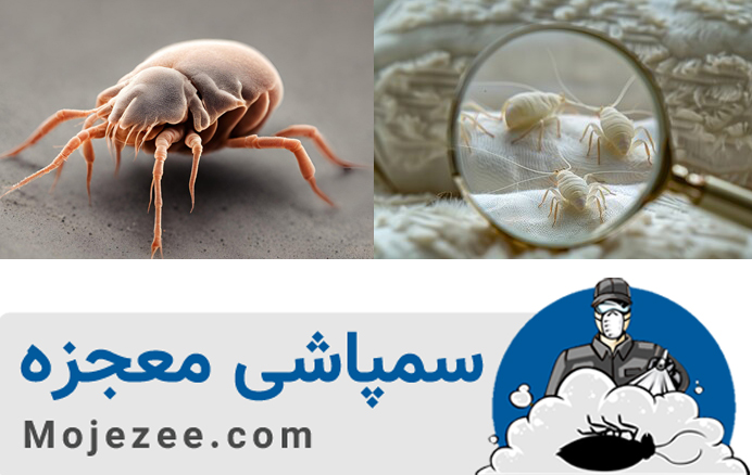 آفتی به نام مایت در خانه ها4