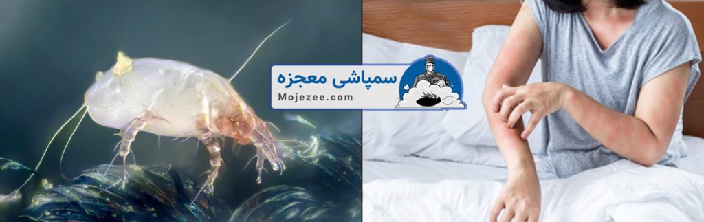 آفتی به نام مایت در خانه ها3