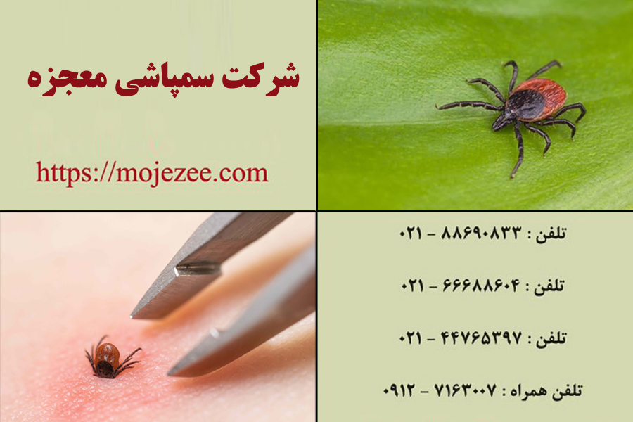 علائم وجود کنه در خانه 2