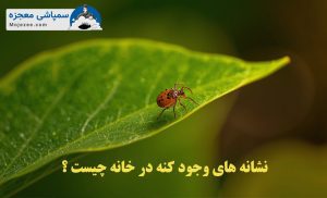 علائم وجود کنه در خانه
