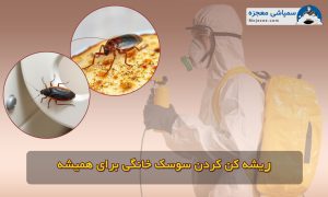 ریشه کن کردن سوسک خانگی