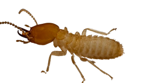عکس موریانه